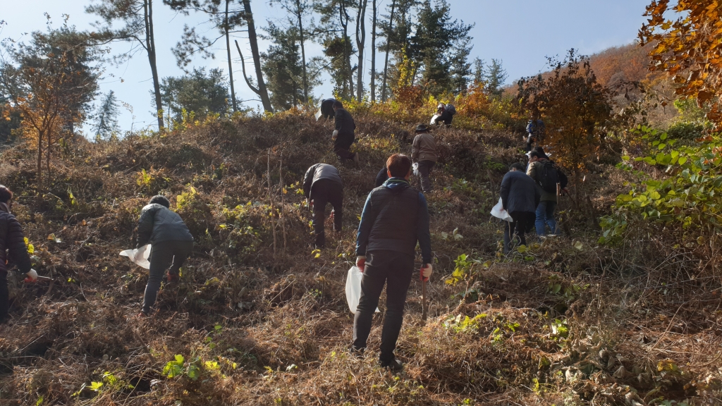 산더덕 수확체험